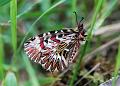zerynthia polyxena